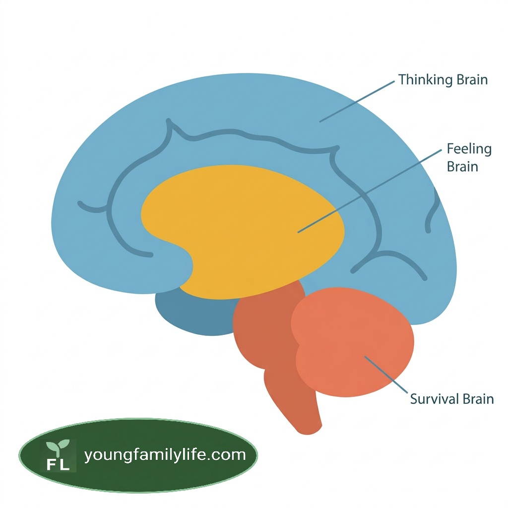 A simplified lateral cross-section of the human brain showing three distinct nested regions — the Thinking Brain (outer, blue), Feeling Brain (middle, amber) and Survival Brain (inner core, coral) — in a clean flat illustration style