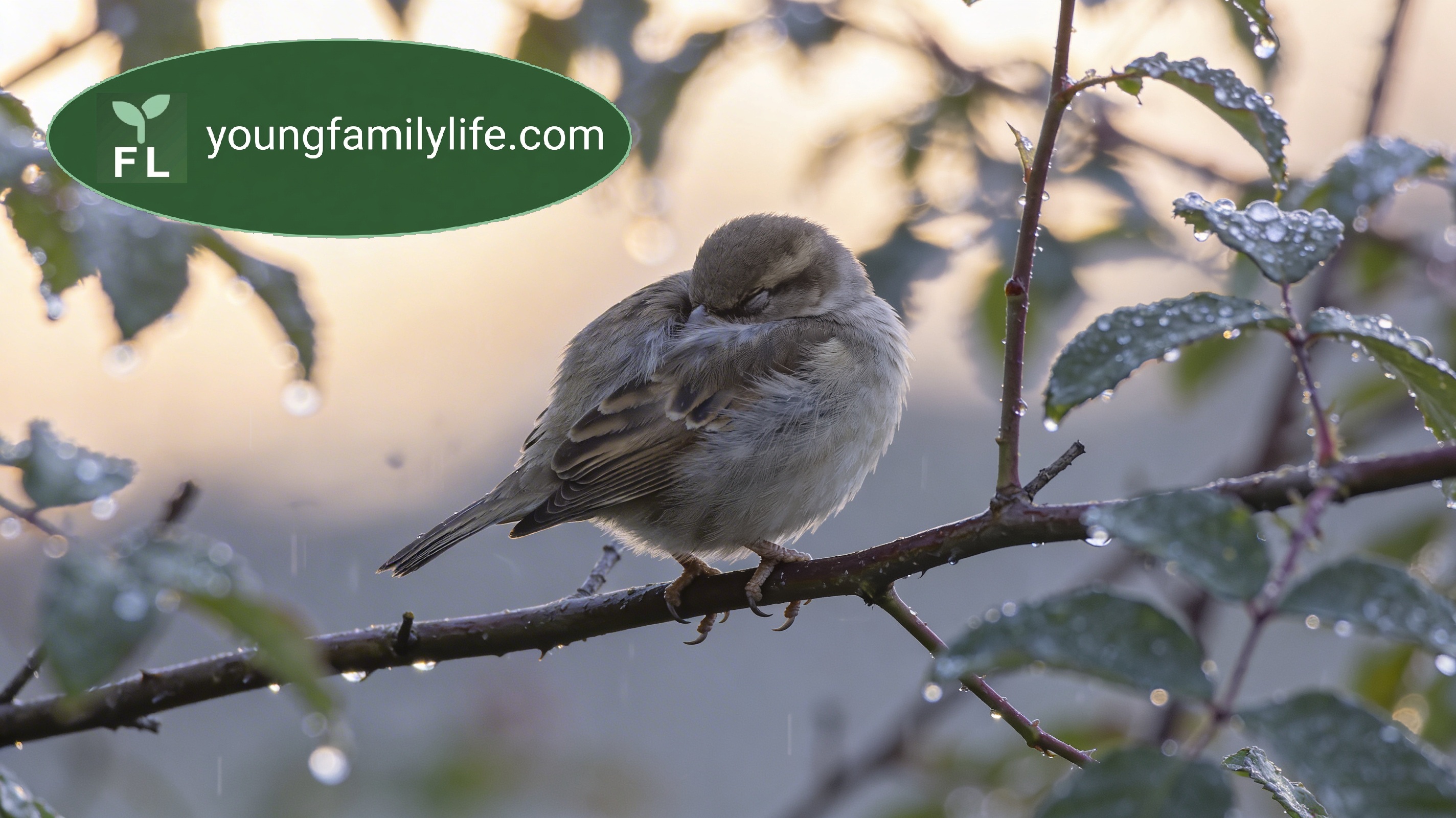 A large wild animal sleeping in a natural setting, apparently unguarded — illustrating the evolutionary puzzle of why sleep exists at all.